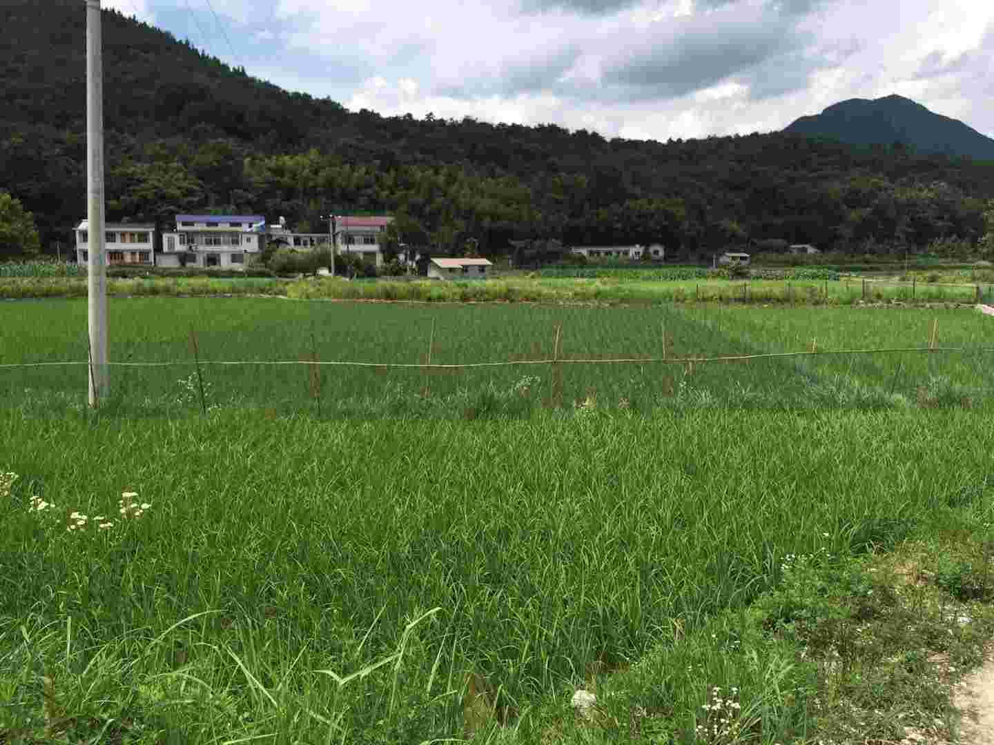 袁氏麓峰現代農業有限公司,長沙袁酒原材料基地管理,白酒銷售,酒類銷售哪里好